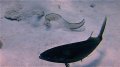 Bite me! Eel vs barjack